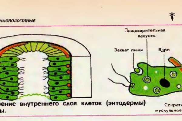 Darknet как войти
